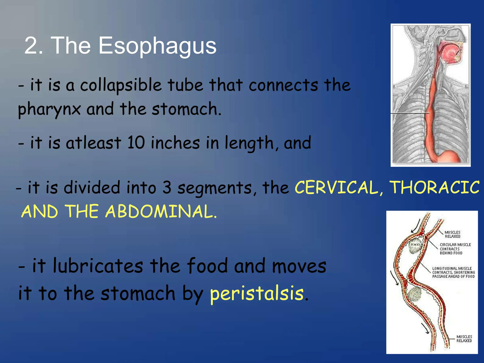 2. The Esophagus
- it is a collapsible tube that connects the
pharynx and the stomach.
- it is atleast 10 inches in length, and
- it is divided into 3 segments, the CERVICAL, THORACIC
AND THE ABDOMINAL.
- it lubricates the food and moves
it to the stomach by peristalsis.
 
