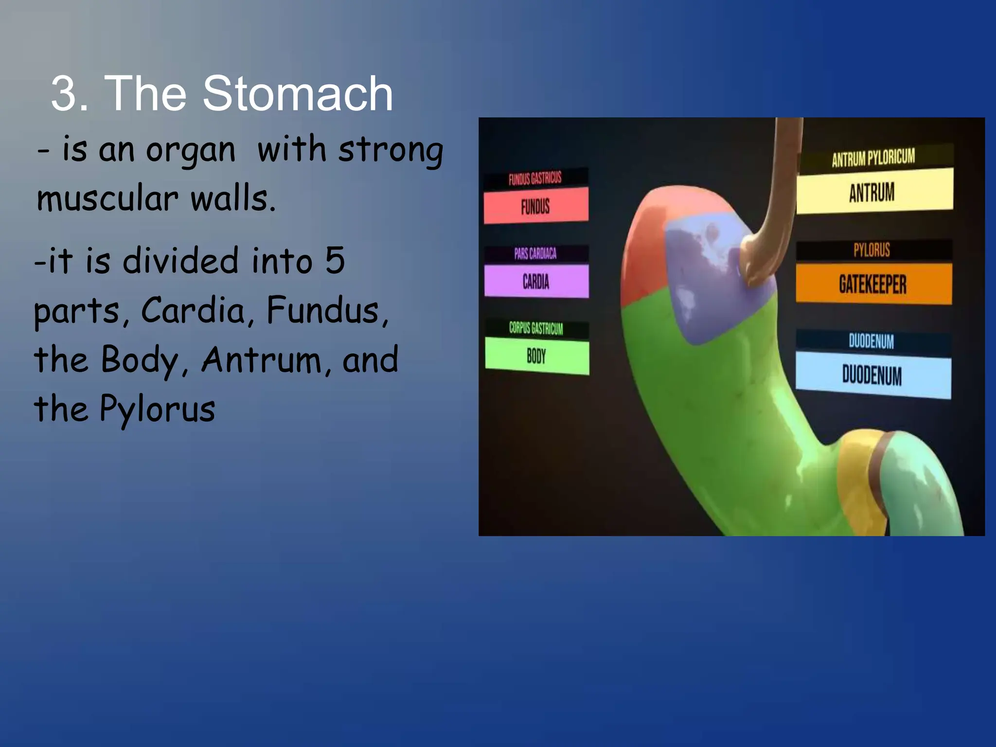 3. The Stomach
- is an organ with strong
muscular walls.
-it is divided into 5
parts, Cardia, Fundus,
the Body, Antrum, and
the Pylorus
 