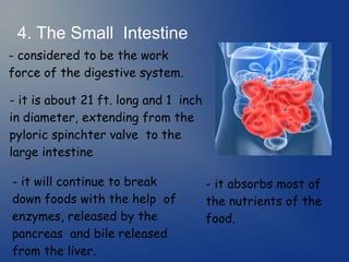 4. The Small Intestine
- considered to be the work
force of the digestive system.
- it is about 21 ft. long and 1 inch
in diameter, extending from the
pyloric spinchter valve to the
large intestine
- it will continue to break
down foods with the help of
enzymes, released by the
pancreas and bile released
from the liver.
- it absorbs most of
the nutrients of the
food.
 