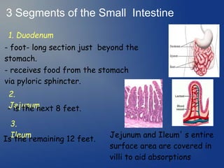 3 Segments of the Small Intestine
1. Duodenum
- foot- long section just beyond the
stomach.
2.
Jejunum
- is the next 8 feet.
3.
Ileum
Is the remaining 12 feet.
- receives food from the stomach
via pyloric sphincter.
Jejunum and Ileum' s entire
surface area are covered in
villi to aid absorptions
 