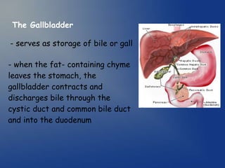 The Gallbladder
- serves as storage of bile or gall
- when the fat- containing chyme
leaves the stomach, the
gallbladder contracts and
discharges bile through the
cystic duct and common bile duct
and into the duodenum
 