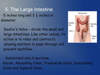 5. The Large Intestine
- 5 inches long and 2 ½ inches in
diameter
Dauhin's Valve – divide the small and
large intestines. Like other valves, its
action is to relax and contracts
allowing matters to pass through and
prevent backflow,
- Subdivided into 4 sections.
Cecum, Ascending Colon, Transverse Colon, Descending
Colon and Sigmoid Colon
 