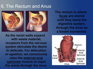 6. The Rectum and Anus
The rectum is where
feces are stored
until they leave the
digestive system,
through the anus as
a bowel movement.
As the rectal walls expand
with waste material,
receptors from the nervous
system stimulate the desire
to defecate. For defecation
or egestion, we consciously
relax the external anal
sphincter muscle to expel
the waste through the anus.
 