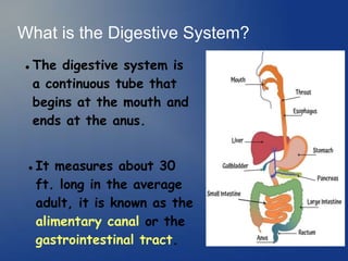 What is the Digestive System?
 The digestive system is
a continuous tube that
begins at the mouth and
ends at the anus.
 It measures about 30
ft. long in the average
adult, it is known as the
alimentary canal or the
gastrointestinal tract.
 