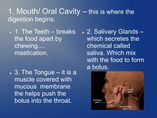 1. Mouth/ Oral Cavity – this is where the
digestion begins.
 1. The Teeth – breaks
the food apart by
chewing....
mastication.
 3. The Tongue – it is a
muscle covered with
mucous membrane
the helps push the
bolus into the throat.
 2. Salivary Glands –
which secretes the
chemical called
saliva. Which mix
with the food to form
a bolus.
 