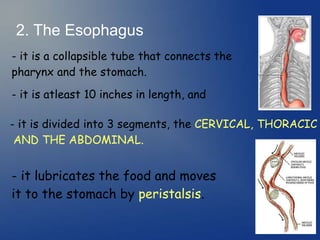2. The Esophagus
- it is a collapsible tube that connects the
pharynx and the stomach.
- it is atleast 10 inches in length, and
- it is divided into 3 segments, the CERVICAL, THORACIC
AND THE ABDOMINAL.
- it lubricates the food and moves
it to the stomach by peristalsis.
 