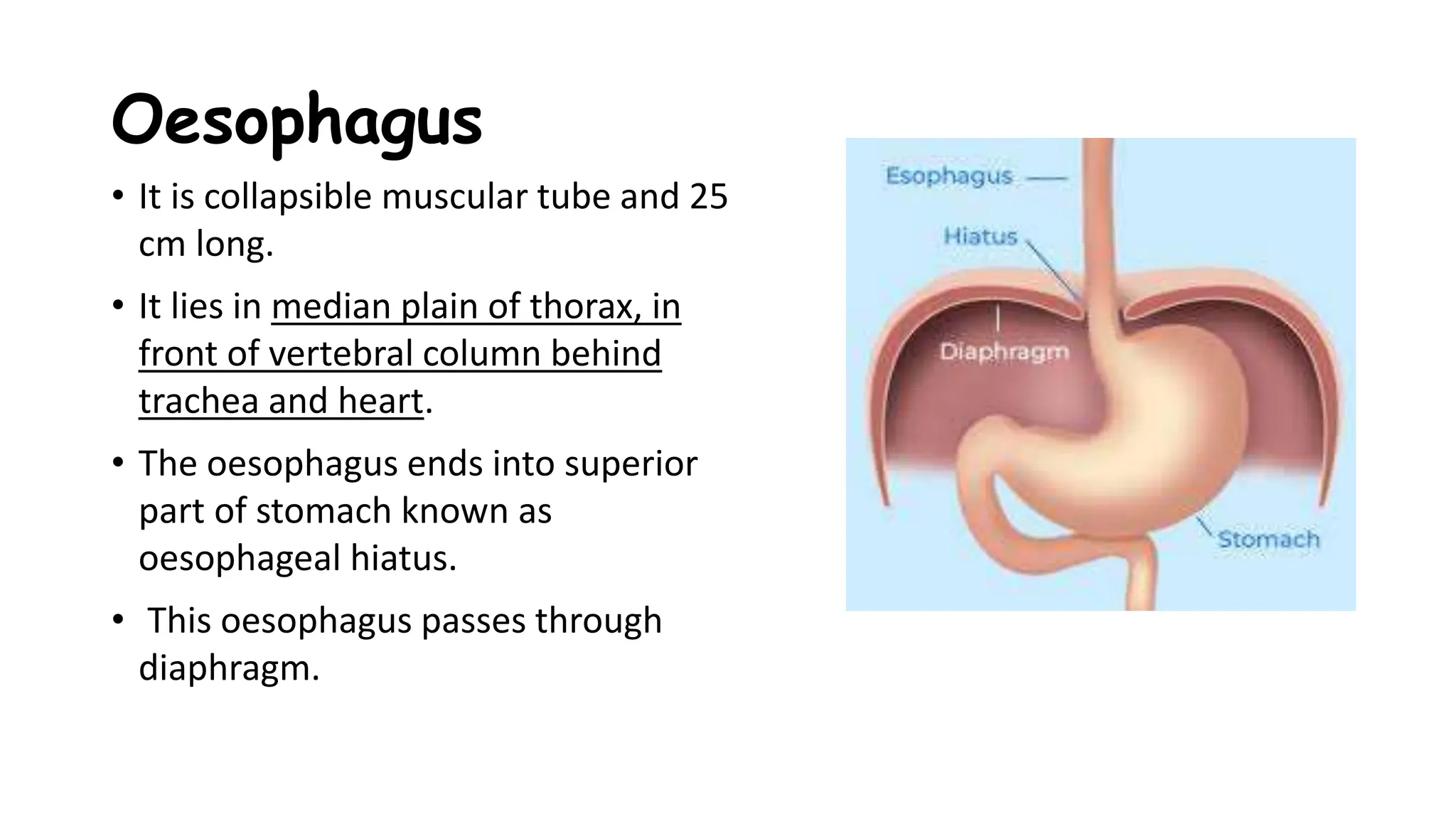 THE DIGESTIVE SYSTEM -digestive system anatomy and physiology | PPTX
