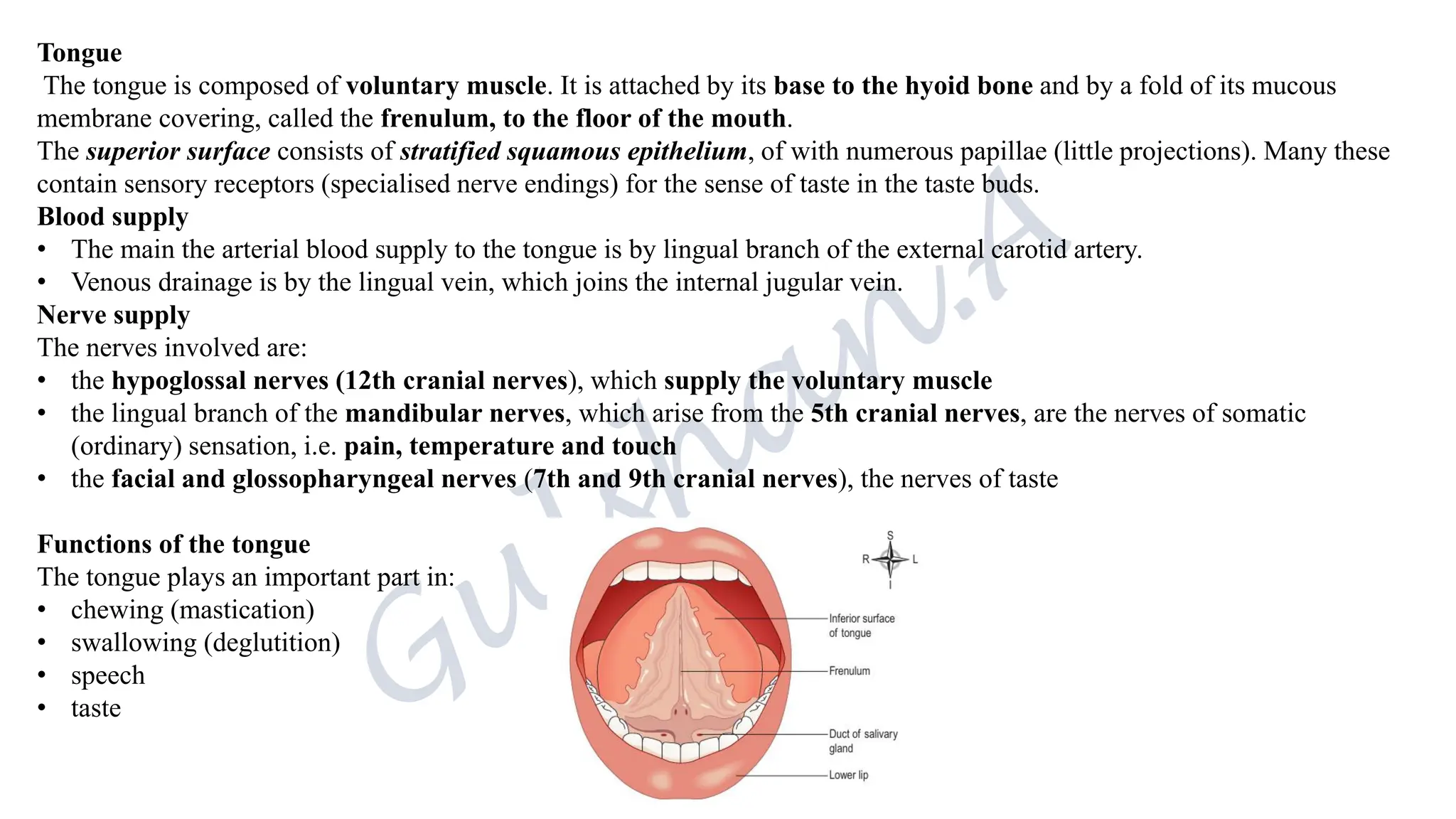 Tongue
The tongue is composed of voluntary muscle. It is attached by its base to the hyoid bone and by a fold of its mucous
membrane covering, called the frenulum, to the floor of the mouth.
The superior surface consists of stratified squamous epithelium, of with numerous papillae (little projections). Many these
contain sensory receptors (specialised nerve endings) for the sense of taste in the taste buds.
Blood supply
• The main the arterial blood supply to the tongue is by lingual branch of the external carotid artery.
• Venous drainage is by the lingual vein, which joins the internal jugular vein.
Nerve supply
The nerves involved are:
• the hypoglossal nerves (12th cranial nerves), which supply the voluntary muscle
• the lingual branch of the mandibular nerves, which arise from the 5th cranial nerves, are the nerves of somatic
(ordinary) sensation, i.e. pain, temperature and touch
• the facial and glossopharyngeal nerves (7th and 9th cranial nerves), the nerves of taste
Functions of the tongue
The tongue plays an important part in:
• chewing (mastication)
• swallowing (deglutition)
• speech
• taste
 