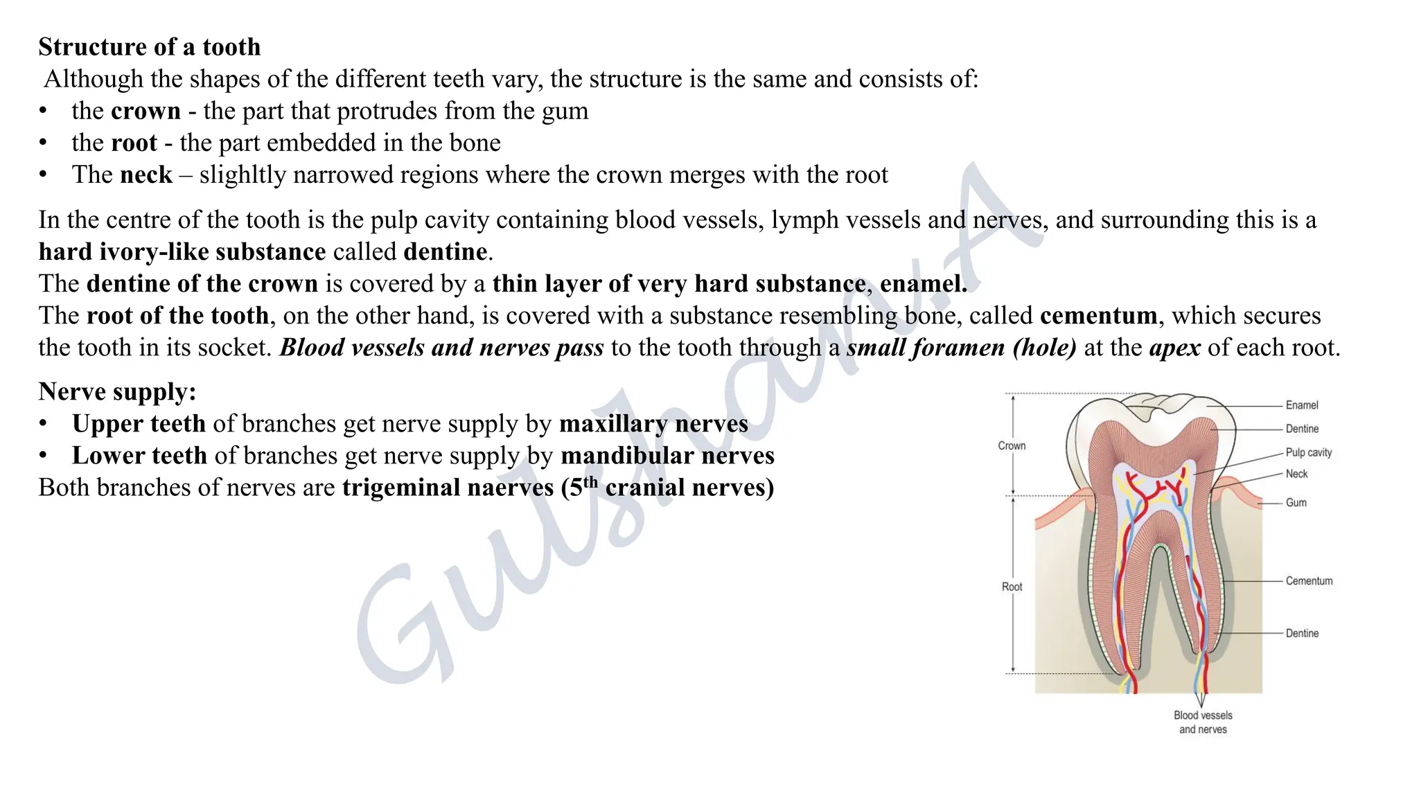 Structure of a tooth
Although the shapes of the different teeth vary, the structure is the same and consists of:
• the crown - the part that protrudes from the gum
• the root - the part embedded in the bone
• The neck – slighltly narrowed regions where the crown merges with the root
In the centre of the tooth is the pulp cavity containing blood vessels, lymph vessels and nerves, and surrounding this is a
hard ivory-like substance called dentine.
The dentine of the crown is covered by a thin layer of very hard substance, enamel.
The root of the tooth, on the other hand, is covered with a substance resembling bone, called cementum, which secures
the tooth in its socket. Blood vessels and nerves pass to the tooth through a small foramen (hole) at the apex of each root.
Nerve supply:
• Upper teeth of branches get nerve supply by maxillary nerves
• Lower teeth of branches get nerve supply by mandibular nerves
Both branches of nerves are trigeminal naerves (5th cranial nerves)
 