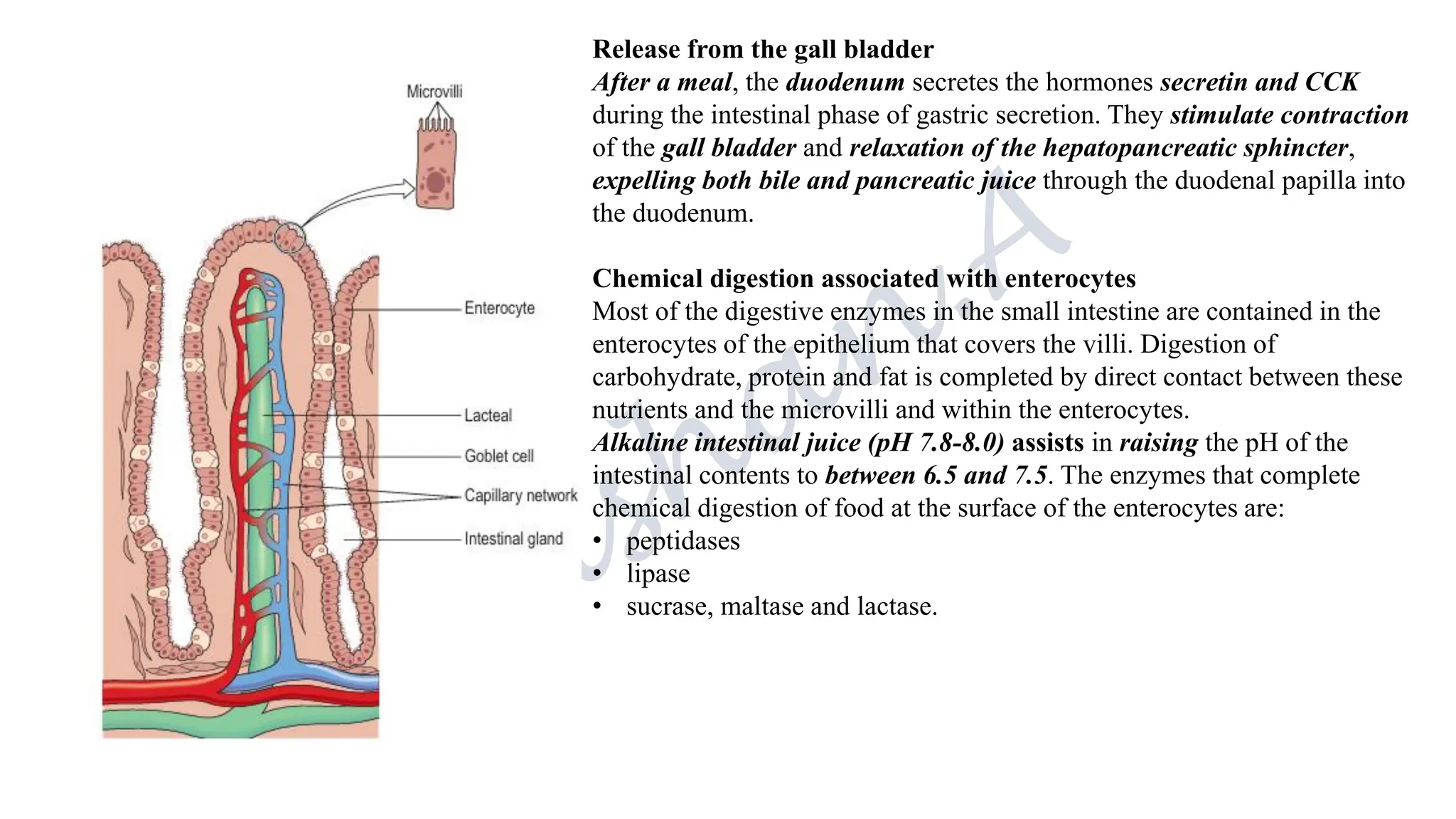 Release from the gall bladder
After a meal, the duodenum secretes the hormones secretin and CCK
during the intestinal phase of gastric secretion. They stimulate contraction
of the gall bladder and relaxation of the hepatopancreatic sphincter,
expelling both bile and pancreatic juice through the duodenal papilla into
the duodenum.
Chemical digestion associated with enterocytes
Most of the digestive enzymes in the small intestine are contained in the
enterocytes of the epithelium that covers the villi. Digestion of
carbohydrate, protein and fat is completed by direct contact between these
nutrients and the microvilli and within the enterocytes.
Alkaline intestinal juice (pH 7.8-8.0) assists in raising the pH of the
intestinal contents to between 6.5 and 7.5. The enzymes that complete
chemical digestion of food at the surface of the enterocytes are:
• peptidases
• lipase
• sucrase, maltase and lactase.
 