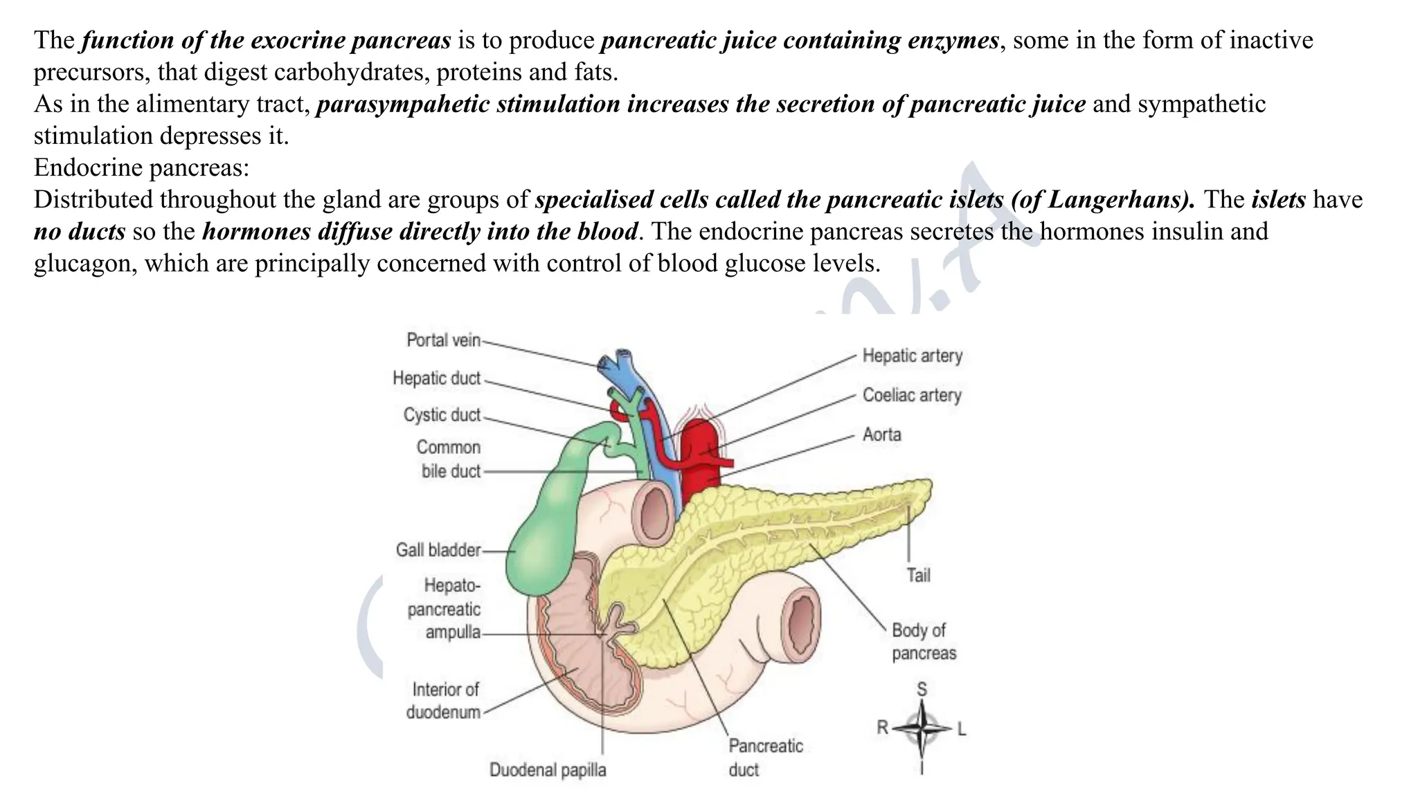 The function of the exocrine pancreas is to produce pancreatic juice containing enzymes, some in the form of inactive
precursors, that digest carbohydrates, proteins and fats.
As in the alimentary tract, parasympahetic stimulation increases the secretion of pancreatic juice and sympathetic
stimulation depresses it.
Endocrine pancreas:
Distributed throughout the gland are groups of specialised cells called the pancreatic islets (of Langerhans). The islets have
no ducts so the hormones diffuse directly into the blood. The endocrine pancreas secretes the hormones insulin and
glucagon, which are principally concerned with control of blood glucose levels.
 