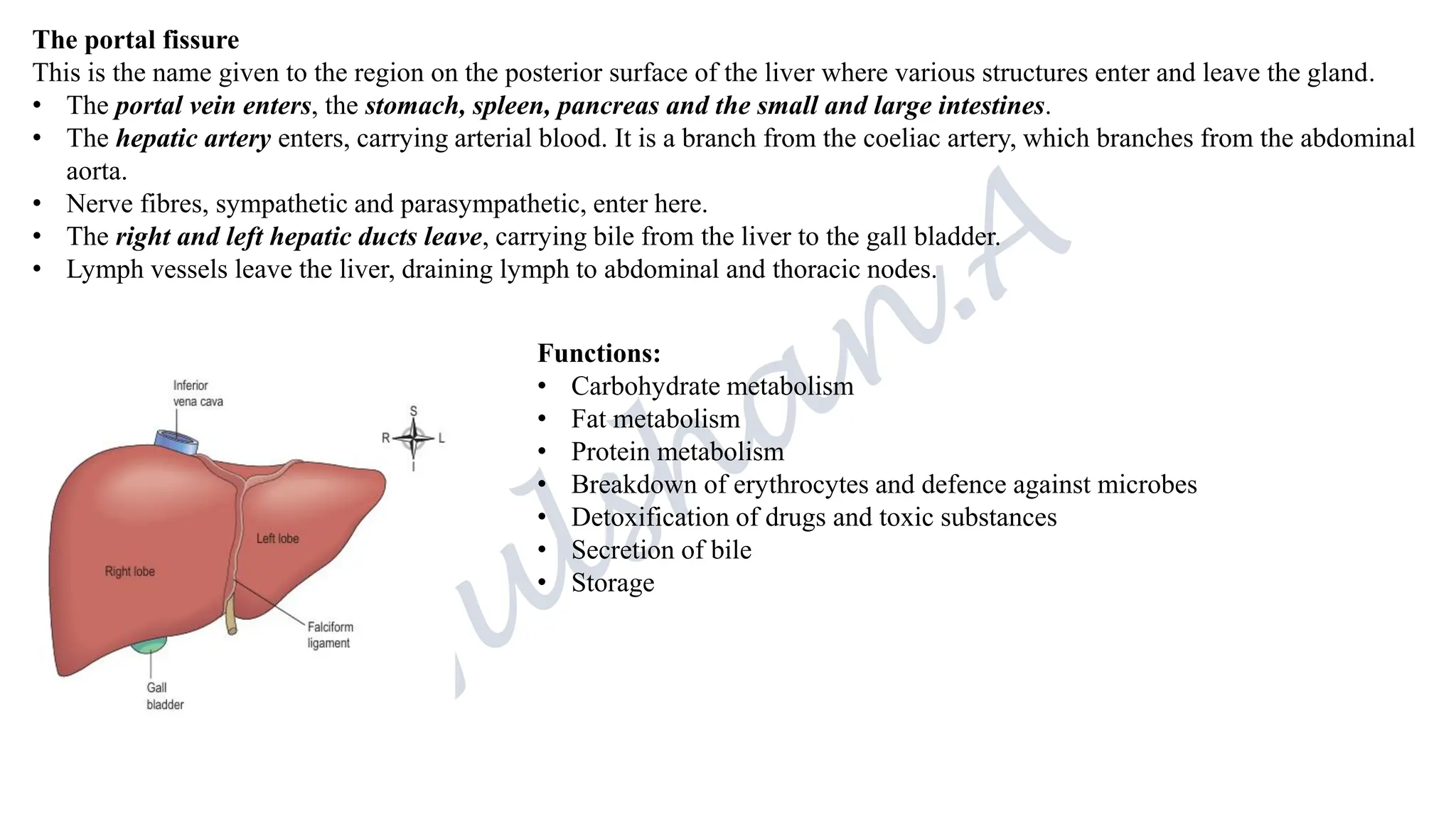 The portal fissure
This is the name given to the region on the posterior surface of the liver where various structures enter and leave the gland.
• The portal vein enters, the stomach, spleen, pancreas and the small and large intestines.
• The hepatic artery enters, carrying arterial blood. It is a branch from the coeliac artery, which branches from the abdominal
aorta.
• Nerve fibres, sympathetic and parasympathetic, enter here.
• The right and left hepatic ducts leave, carrying bile from the liver to the gall bladder.
• Lymph vessels leave the liver, draining lymph to abdominal and thoracic nodes.
Functions:
• Carbohydrate metabolism
• Fat metabolism
• Protein metabolism
• Breakdown of erythrocytes and defence against microbes
• Detoxification of drugs and toxic substances
• Secretion of bile
• Storage
 