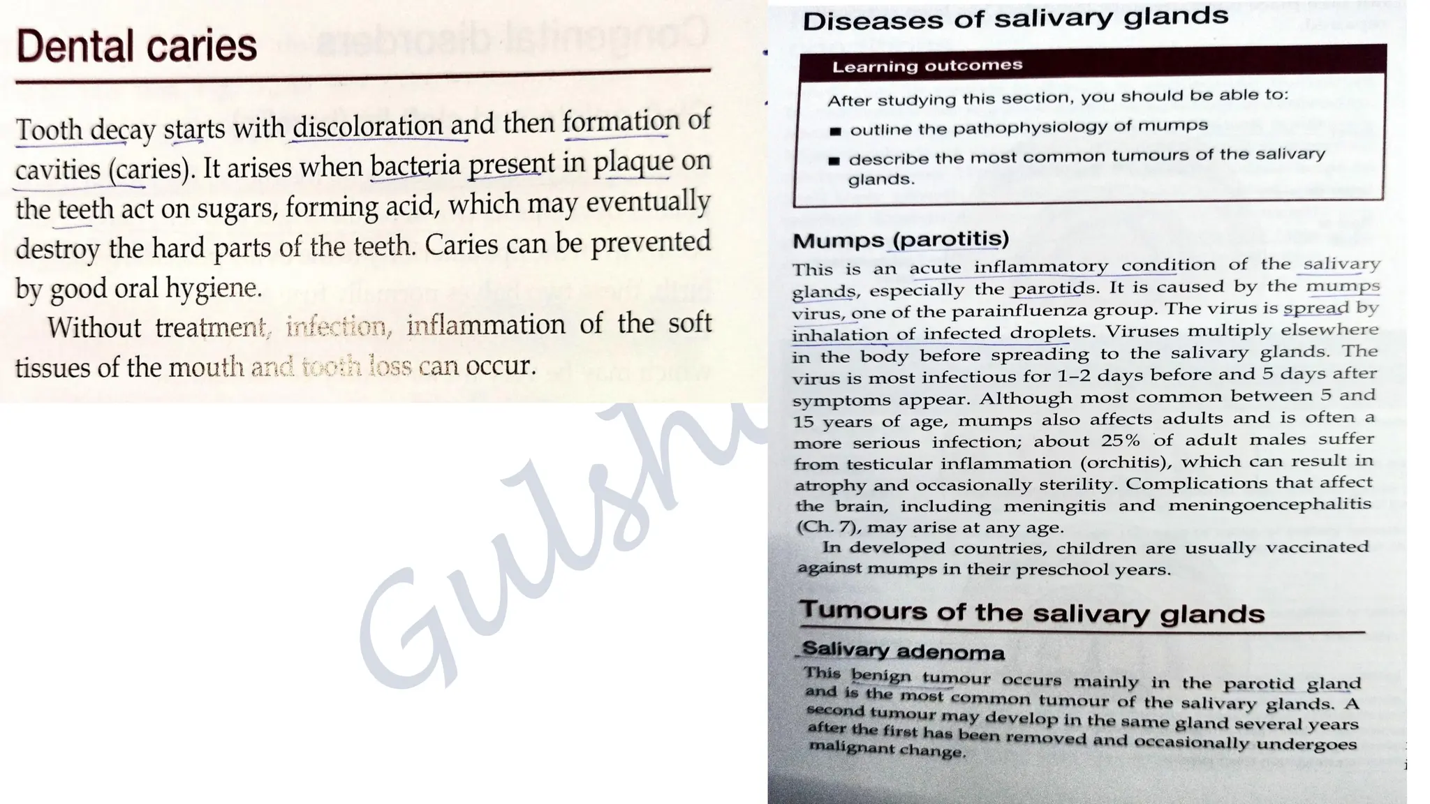 The digestive system, structure, functions and their disorders.pdf
