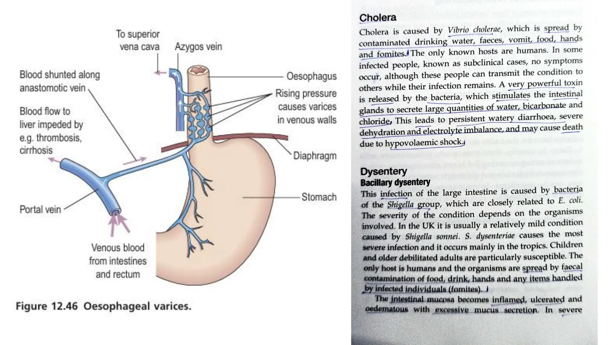 The digestive system, structure, functions and their disorders.pdf