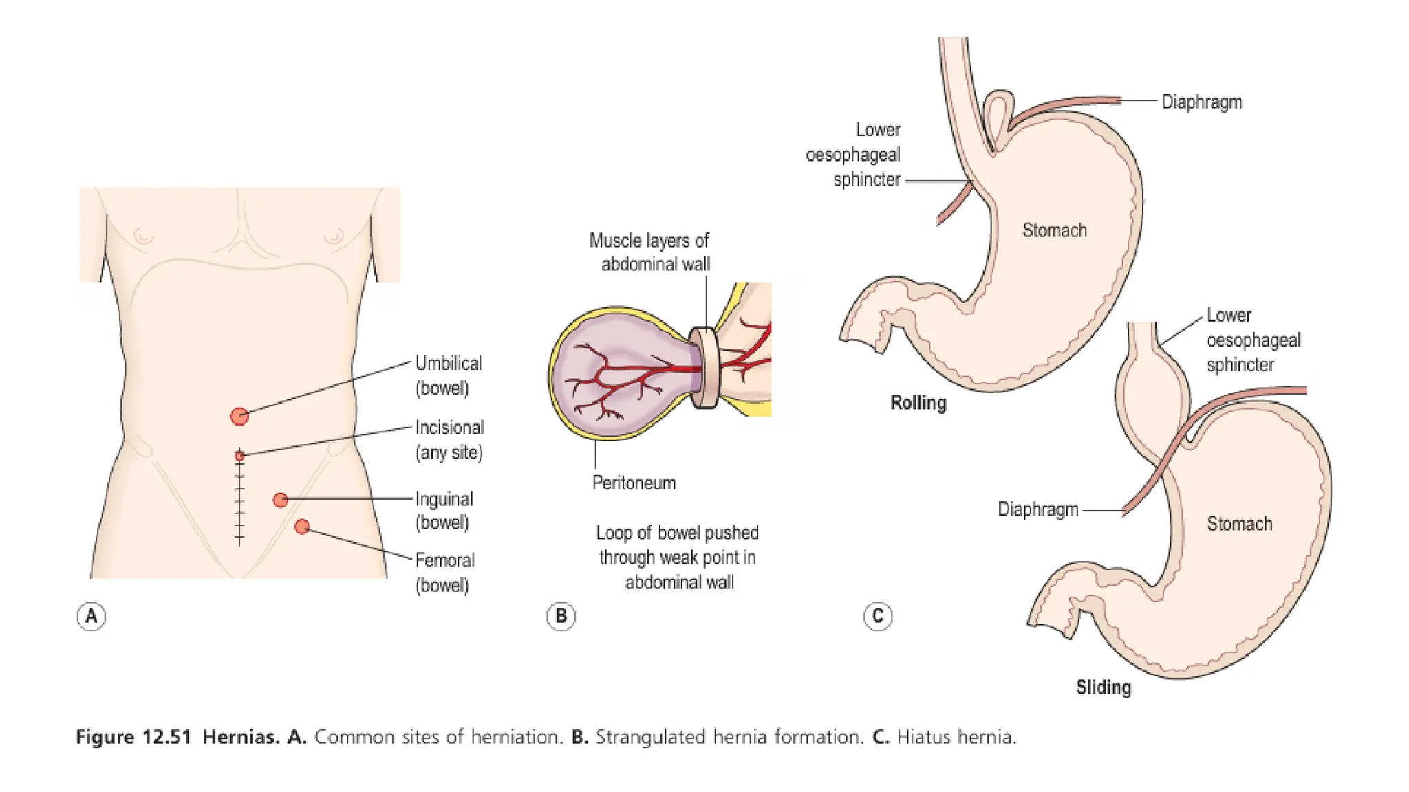 The digestive system, structure, functions and their disorders.pdf
