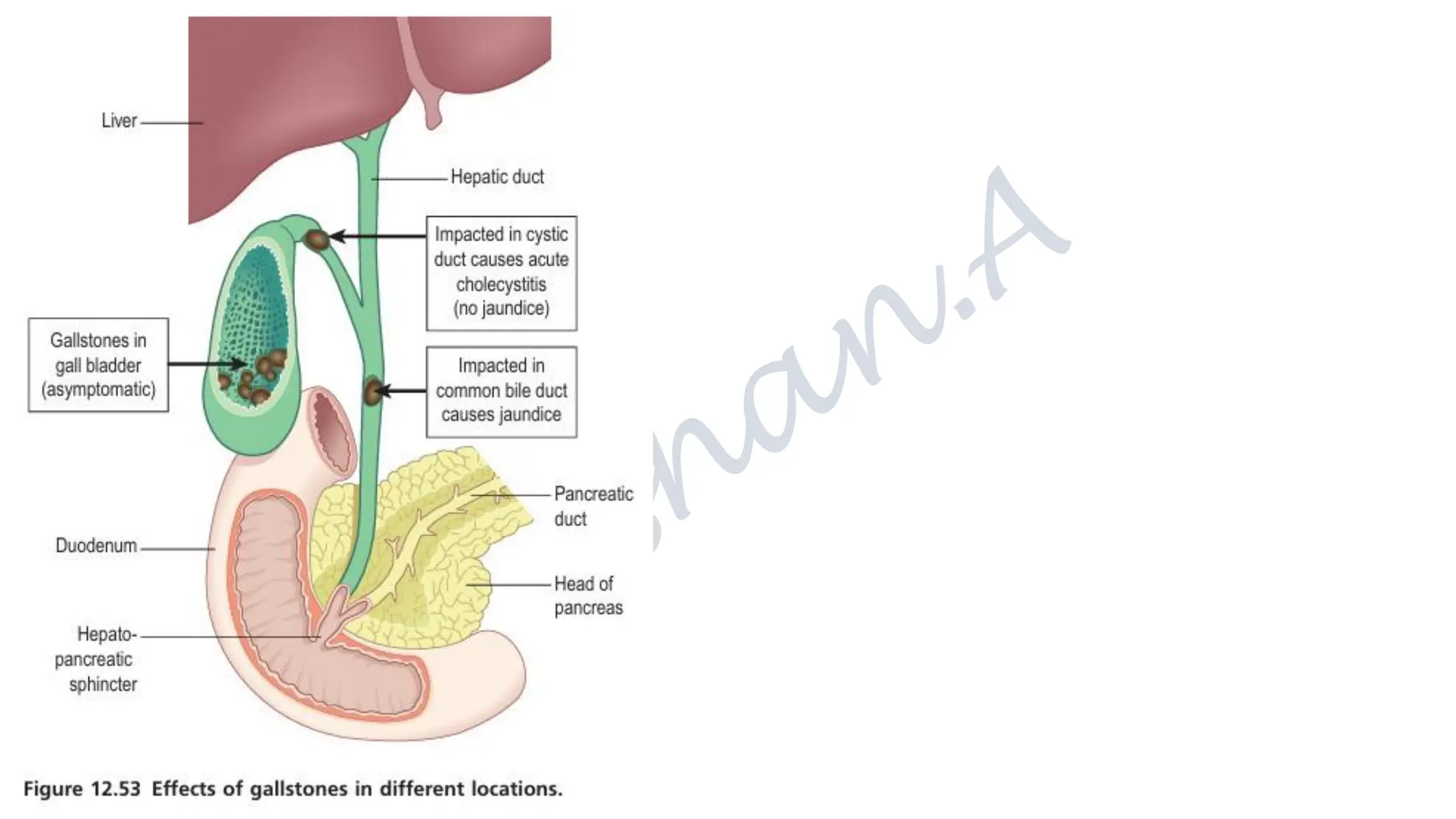 The digestive system, structure, functions and their disorders.pdf
