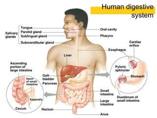 Digestive System Primary Structures The DigestiveSystem.ppt functions and structure of associated ...