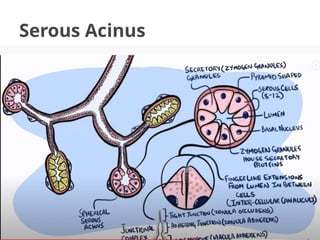 Comprehensive Overview of the Digestive System: Anatomy and Histology ...