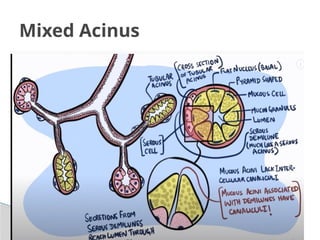 Comprehensive Overview of the Digestive System: Anatomy and Histology ...