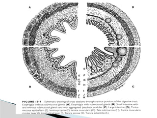 Comprehensive Overview of the Digestive System: Anatomy and Histology ...