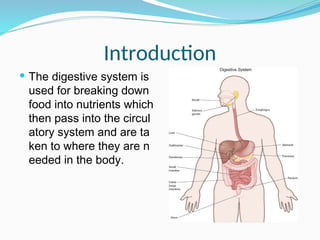 Human Digestive System Introduction Comprehensive Overview of the Human Digestive System and Its Functions ...