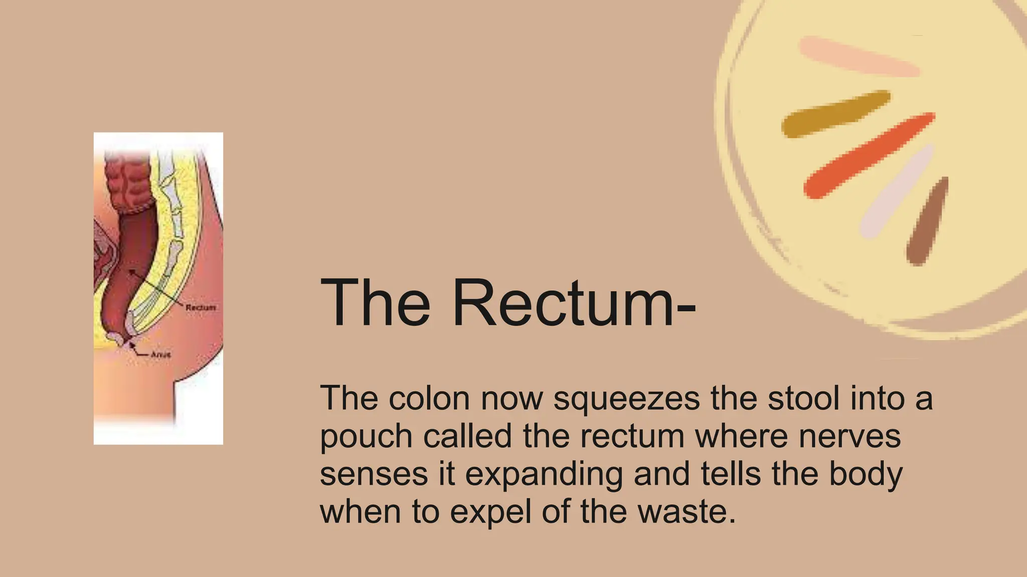 The Digestive System - I-yana Dinzey.pptx