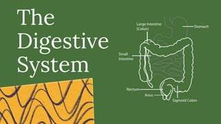 The
Digestive
System
 