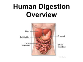 Human Digestion 
Overview 
 