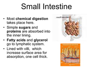 Small Intestine 
• Most chemical digestion 
takes place here. 
• Simple sugars and 
proteins are absorbed into 
the inner lining. 
• Fatty acids and glycerol 
go to lymphatic system. 
• Lined with villi, which 
increase surface area for 
absorption, one cell thick. 
 