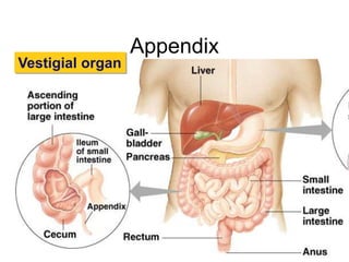 Appendix 
Vestigial organ 
 