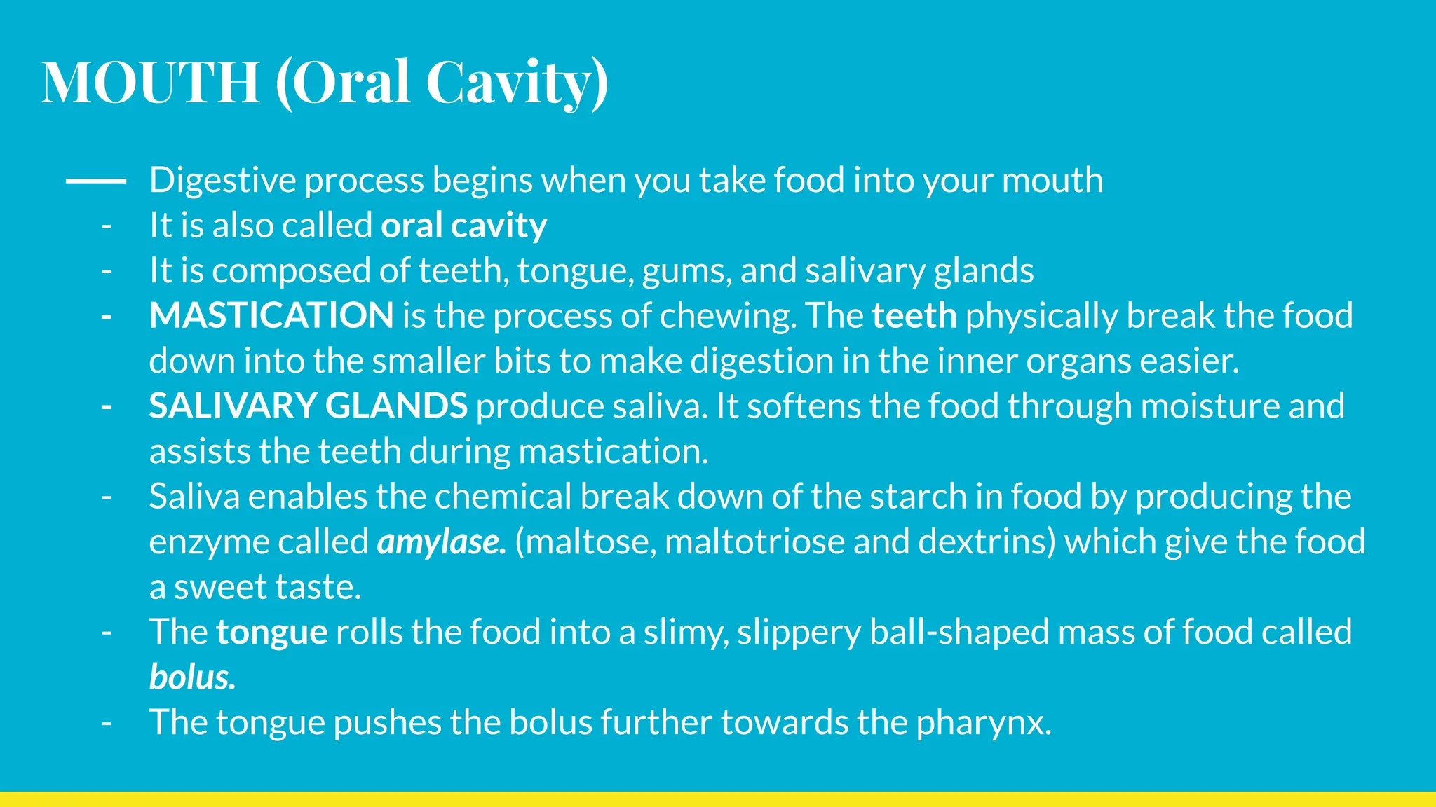 MOUTH (Oral Cavity)
- Digestive process begins when you take food into your mouth
- It is also called oral cavity
- It is composed of teeth, tongue, gums, and salivary glands
- MASTICATION is the process of chewing. The teeth physically break the food
down into the smaller bits to make digestion in the inner organs easier.
- SALIVARY GLANDS produce saliva. It softens the food through moisture and
assists the teeth during mastication.
- Saliva enables the chemical break down of the starch in food by producing the
enzyme called amylase. (maltose, maltotriose and dextrins) which give the food
a sweet taste.
- The tongue rolls the food into a slimy, slippery ball-shaped mass of food called
bolus.
- The tongue pushes the bolus further towards the pharynx.
 