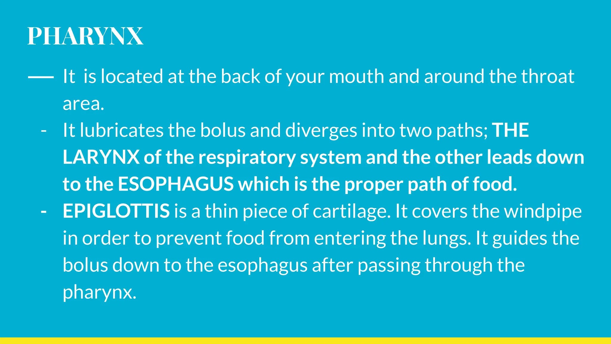 PHARYNX
- It is located at the back of your mouth and around the throat
area.
- It lubricates the bolus and diverges into two paths; THE
LARYNX of the respiratory system and the other leads down
to the ESOPHAGUS which is the proper path of food.
- EPIGLOTTIS is a thin piece of cartilage. It covers the windpipe
in order to prevent food from entering the lungs. It guides the
bolus down to the esophagus after passing through the
pharynx.
 