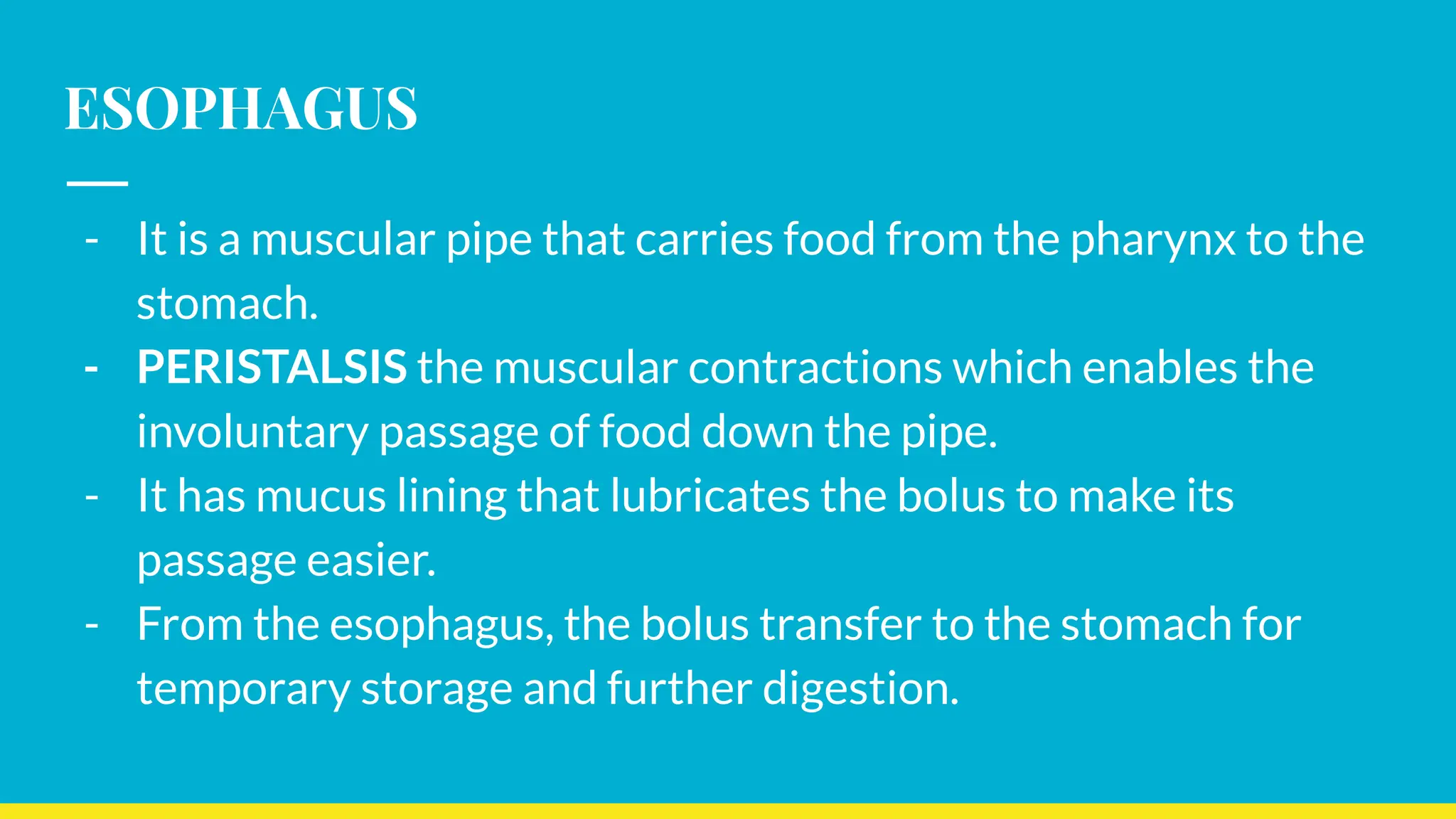 ESOPHAGUS
- It is a muscular pipe that carries food from the pharynx to the
stomach.
- PERISTALSIS the muscular contractions which enables the
involuntary passage of food down the pipe.
- It has mucus lining that lubricates the bolus to make its
passage easier.
- From the esophagus, the bolus transfer to the stomach for
temporary storage and further digestion.
 