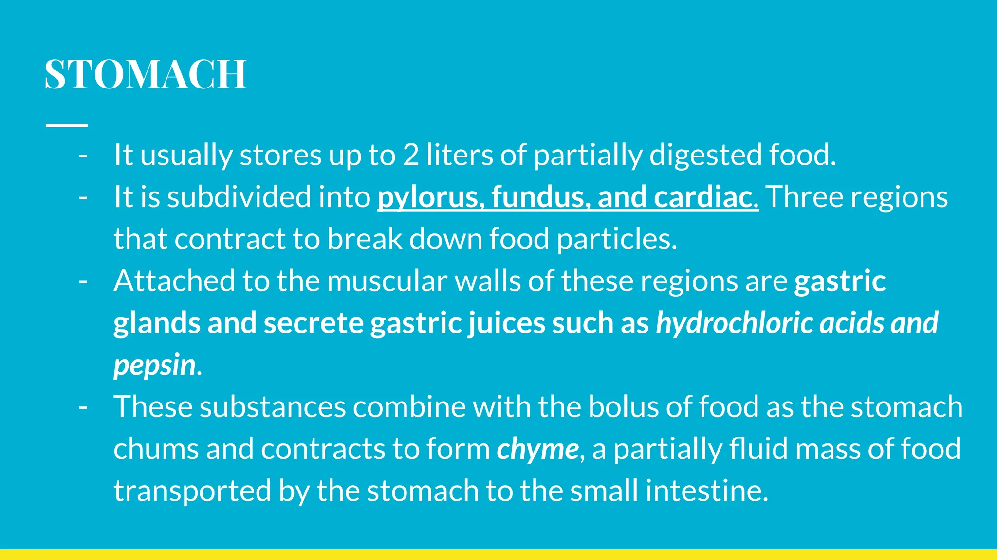 STOMACH
- It usually stores up to 2 liters of partially digested food.
- It is subdivided into pylorus, fundus, and cardiac. Three regions
that contract to break down food particles.
- Attached to the muscular walls of these regions are gastric
glands and secrete gastric juices such as hydrochloric acids and
pepsin.
- These substances combine with the bolus of food as the stomach
chums and contracts to form chyme, a partially ﬂuid mass of food
transported by the stomach to the small intestine.
 