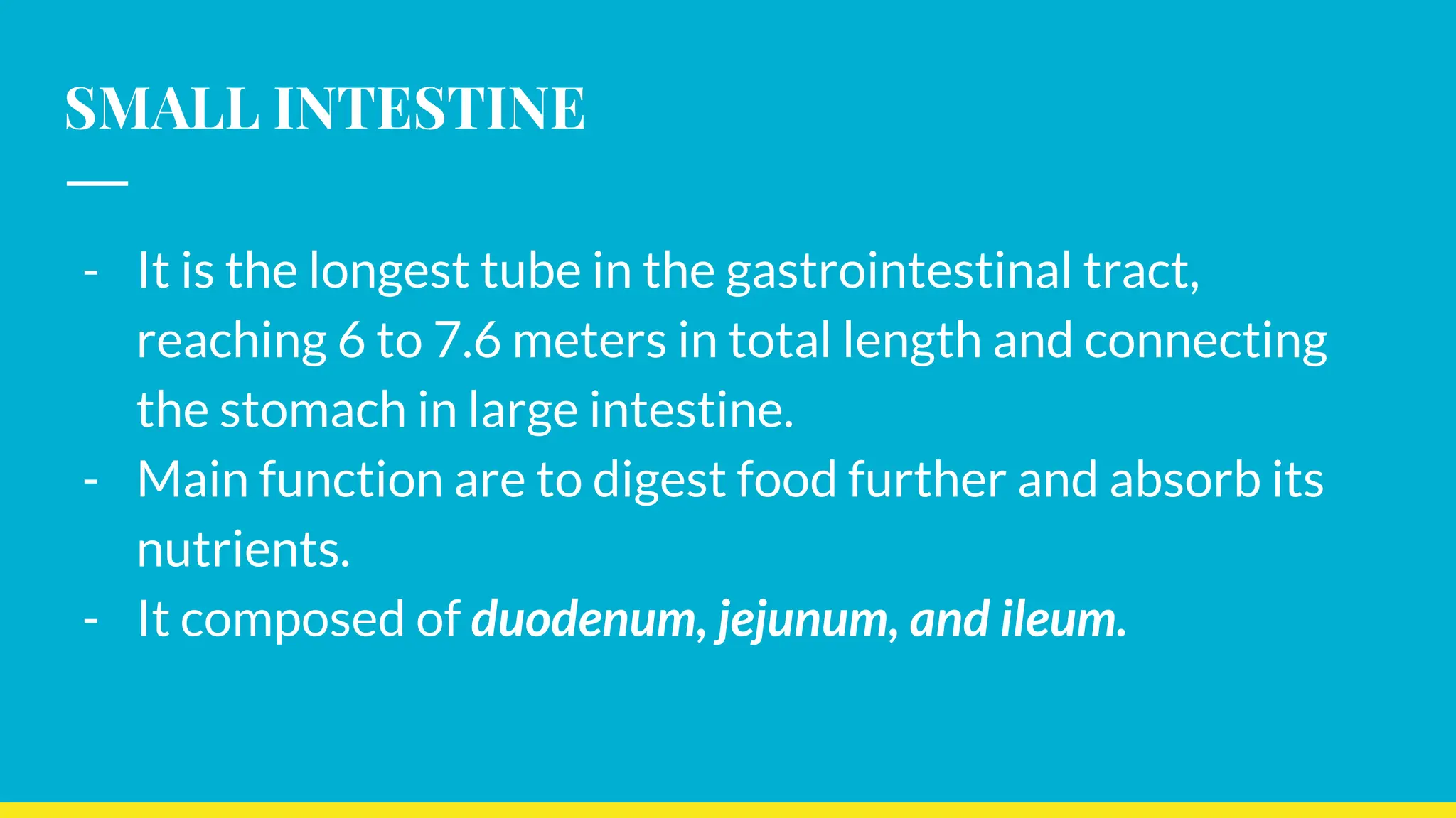 SMALL INTESTINE
- It is the longest tube in the gastrointestinal tract,
reaching 6 to 7.6 meters in total length and connecting
the stomach in large intestine.
- Main function are to digest food further and absorb its
nutrients.
- It composed of duodenum, jejunum, and ileum.
 