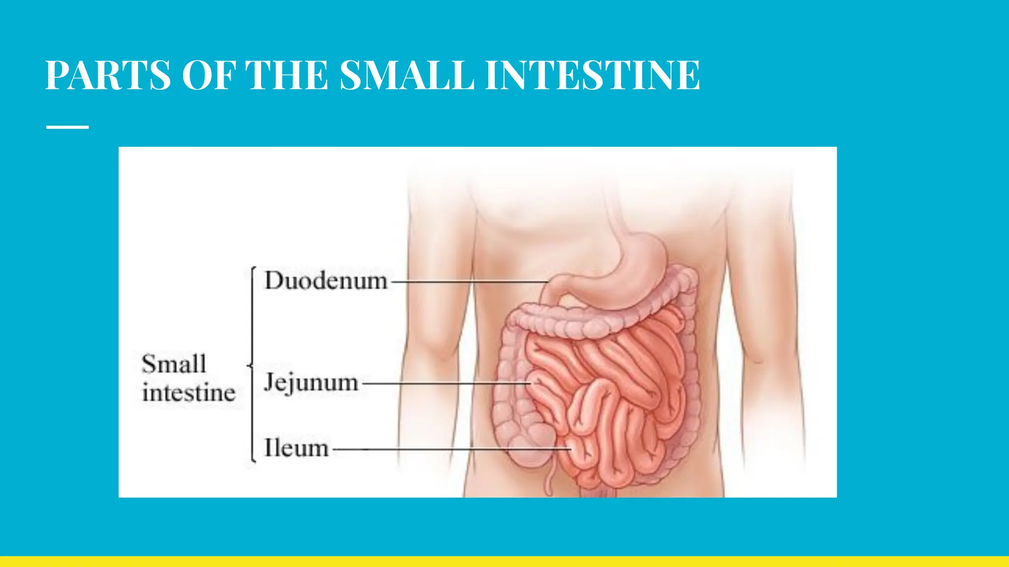 PARTS OF THE SMALL INTESTINE
 