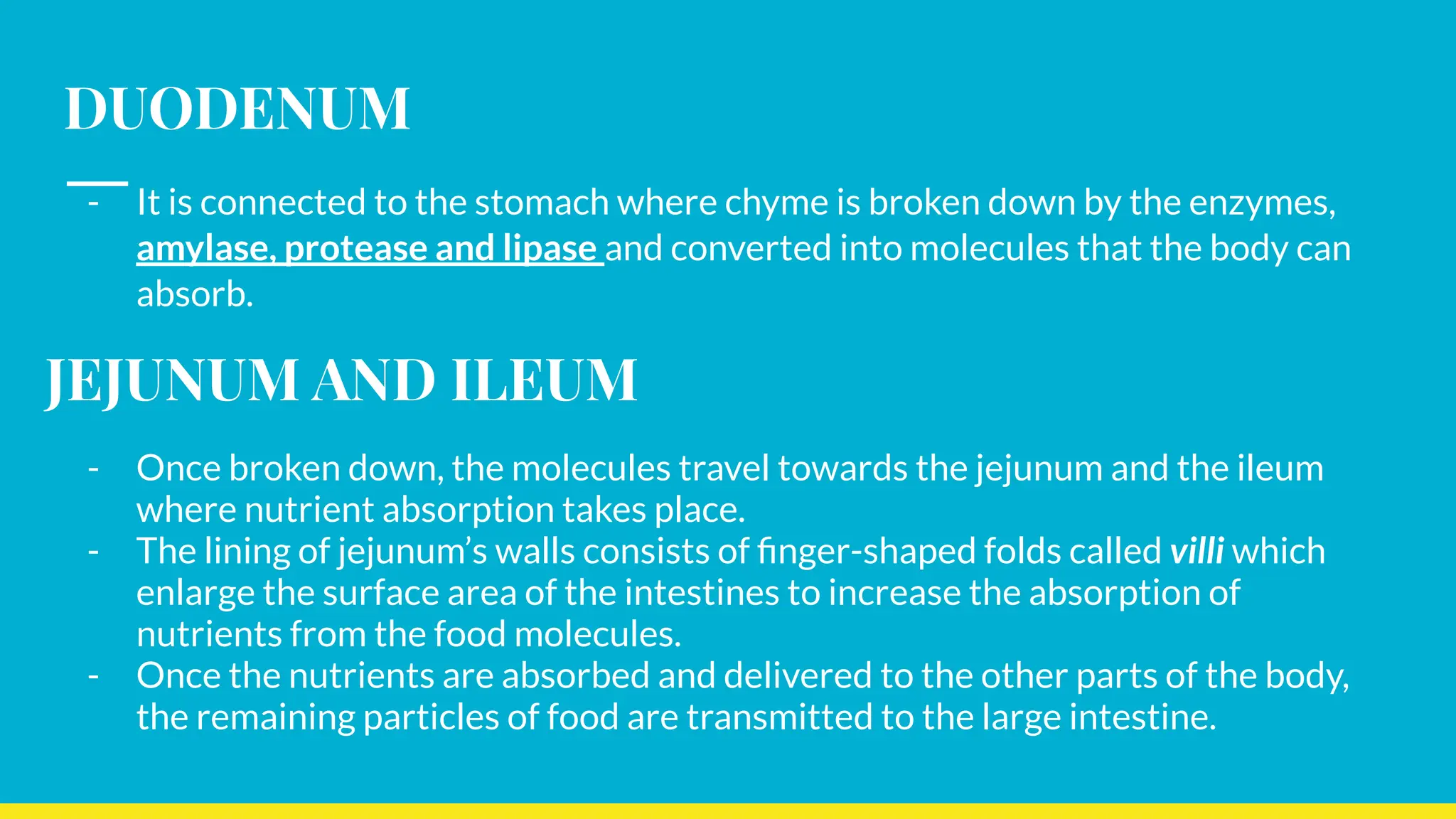 DUODENUM
- It is connected to the stomach where chyme is broken down by the enzymes,
amylase, protease and lipase and converted into molecules that the body can
absorb.
JEJUNUM AND ILEUM
- Once broken down, the molecules travel towards the jejunum and the ileum
where nutrient absorption takes place.
- The lining of jejunum’s walls consists of ﬁnger-shaped folds called villi which
enlarge the surface area of the intestines to increase the absorption of
nutrients from the food molecules.
- Once the nutrients are absorbed and delivered to the other parts of the body,
the remaining particles of food are transmitted to the large intestine.
 