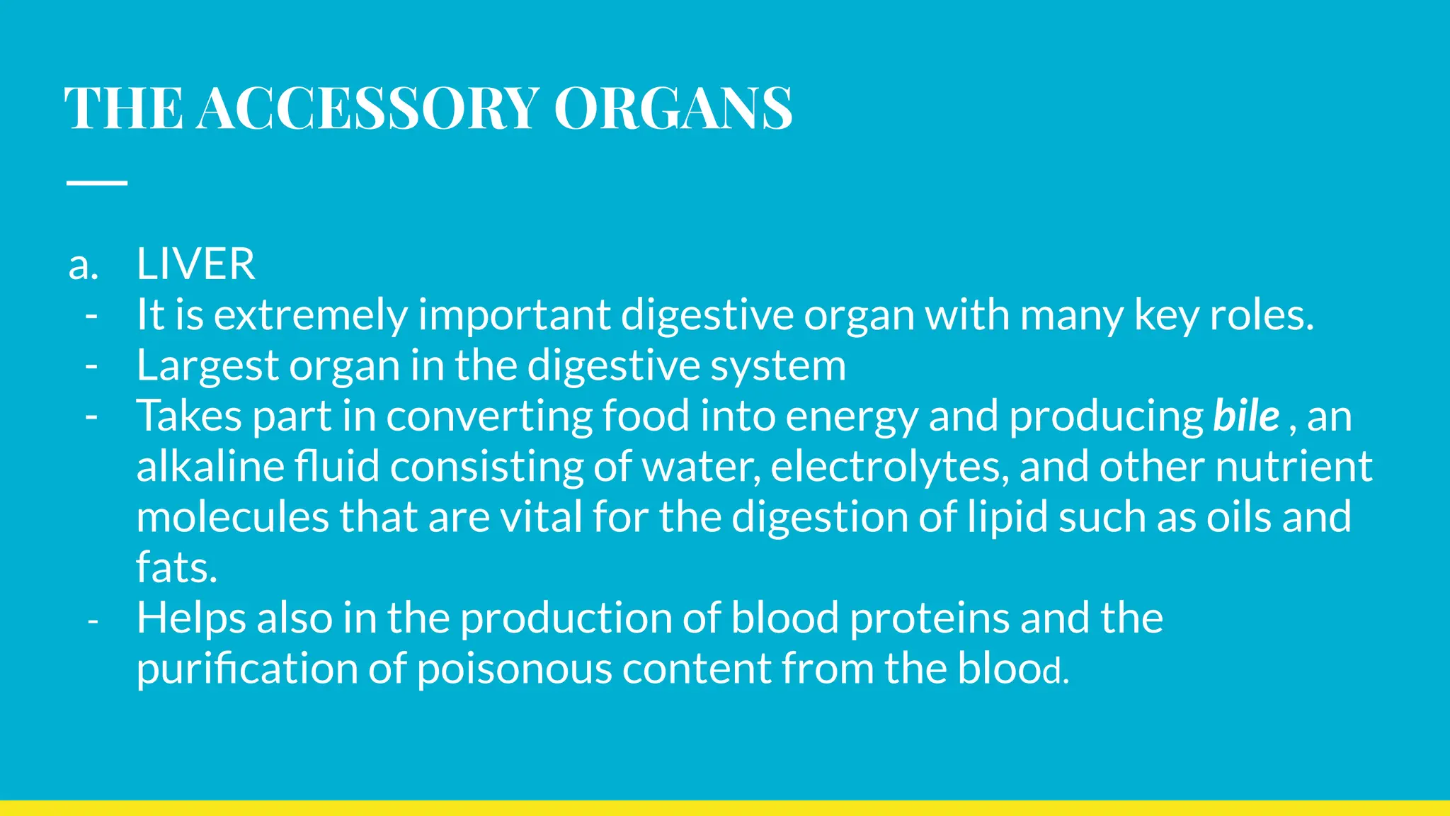 THE ACCESSORY ORGANS
a. LIVER
- It is extremely important digestive organ with many key roles.
- Largest organ in the digestive system
- Takes part in converting food into energy and producing bile , an
alkaline ﬂuid consisting of water, electrolytes, and other nutrient
molecules that are vital for the digestion of lipid such as oils and
fats.
- Helps also in the production of blood proteins and the
puriﬁcation of poisonous content from the blood.
 
