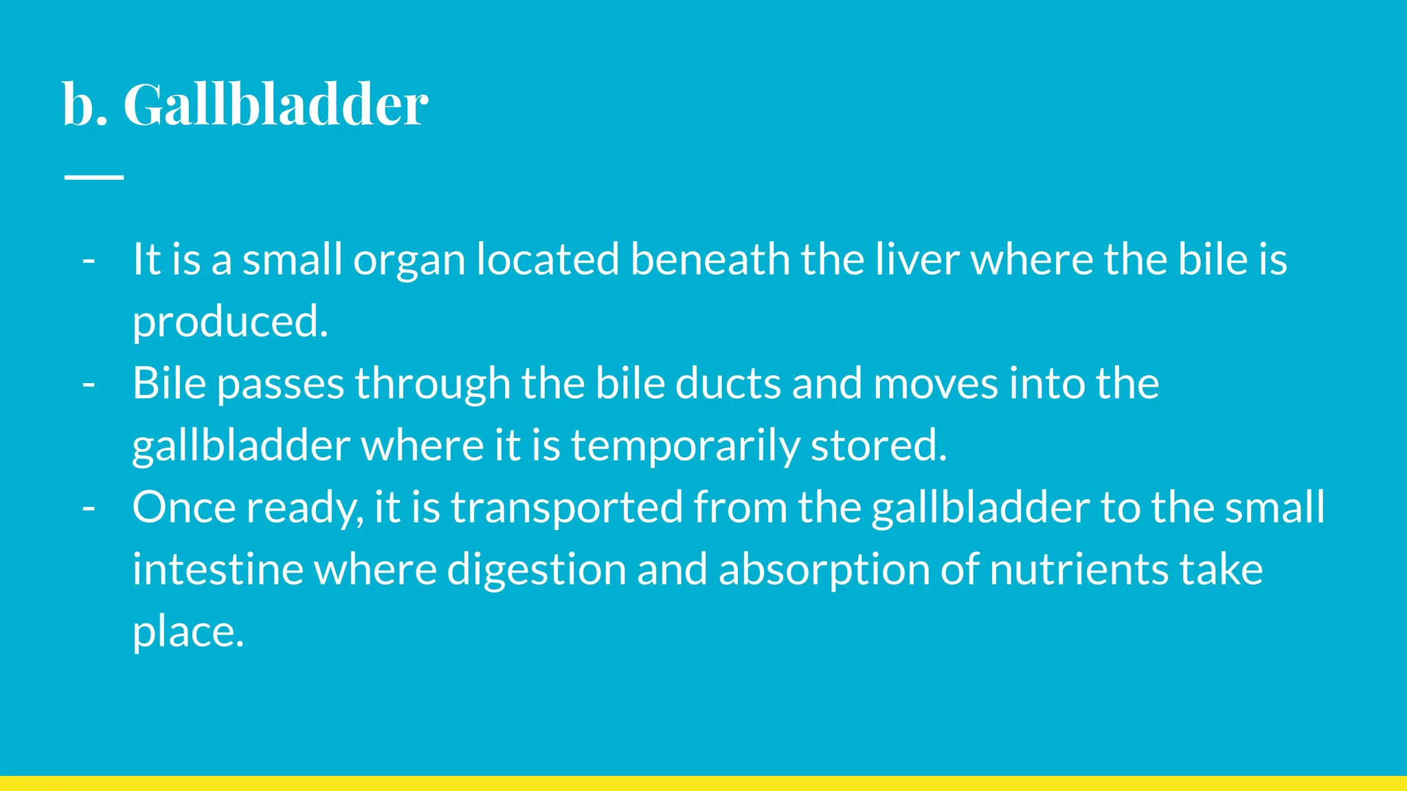 b. Gallbladder
- It is a small organ located beneath the liver where the bile is
produced.
- Bile passes through the bile ducts and moves into the
gallbladder where it is temporarily stored.
- Once ready, it is transported from the gallbladder to the small
intestine where digestion and absorption of nutrients take
place.
 