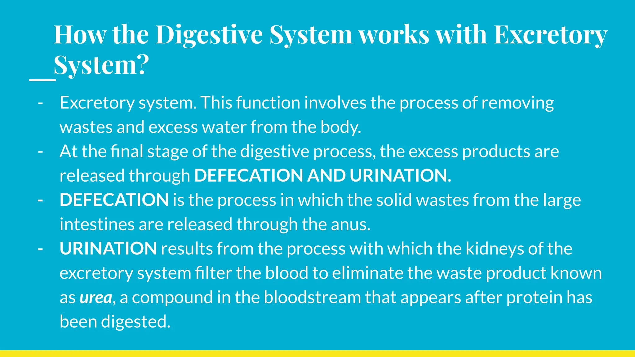 How the Digestive System works with Excretory
System?
- Excretory system. This function involves the process of removing
wastes and excess water from the body.
- At the ﬁnal stage of the digestive process, the excess products are
released through DEFECATION AND URINATION.
- DEFECATION is the process in which the solid wastes from the large
intestines are released through the anus.
- URINATION results from the process with which the kidneys of the
excretory system ﬁlter the blood to eliminate the waste product known
as urea, a compound in the bloodstream that appears after protein has
been digested.
 