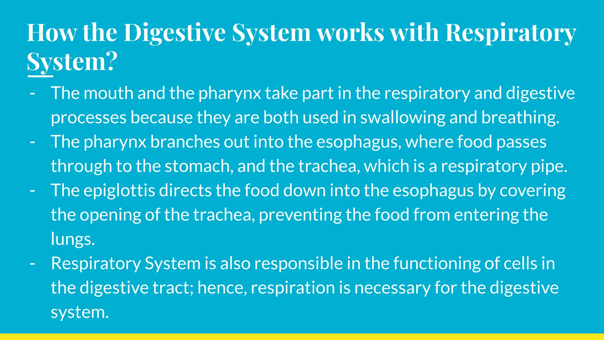 How the Digestive System works with Respiratory
System?
- The mouth and the pharynx take part in the respiratory and digestive
processes because they are both used in swallowing and breathing.
- The pharynx branches out into the esophagus, where food passes
through to the stomach, and the trachea, which is a respiratory pipe.
- The epiglottis directs the food down into the esophagus by covering
the opening of the trachea, preventing the food from entering the
lungs.
- Respiratory System is also responsible in the functioning of cells in
the digestive tract; hence, respiration is necessary for the digestive
system.
 