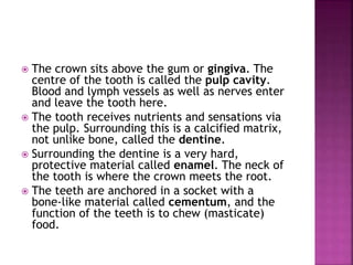  The crown sits above the gum or gingiva. The
centre of the tooth is called the pulp cavity.
Blood and lymph vessels as well as nerves enter
and leave the tooth here.
 The tooth receives nutrients and sensations via
the pulp. Surrounding this is a calcified matrix,
not unlike bone, called the dentine.
 Surrounding the dentine is a very hard,
protective material called enamel. The neck of
the tooth is where the crown meets the root.
 The teeth are anchored in a socket with a
bone‐like material called cementum, and the
function of the teeth is to chew (masticate)
food.
 