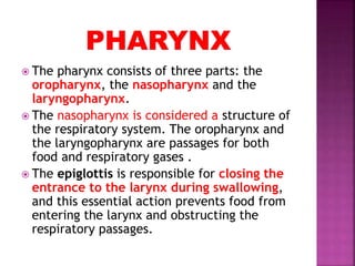  The pharynx consists of three parts: the
oropharynx, the nasopharynx and the
laryngopharynx.
 The nasopharynx is considered a structure of
the respiratory system. The oropharynx and
the laryngopharynx are passages for both
food and respiratory gases .
 The epiglottis is responsible for closing the
entrance to the larynx during swallowing,
and this essential action prevents food from
entering the larynx and obstructing the
respiratory passages.
 