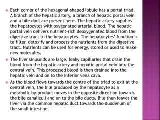  Each corner of the hexagonal‐shaped lobule has a portal triad.
A branch of the hepatic artery, a branch of hepatic portal vein
and a bile duct are present here. The hepatic artery supplies
the hepatocytes with oxygenated arterial blood. The hepatic
portal vein delivers nutrient‐rich deoxygenated blood from the
digestive tract to the hepatocytes. The hepatocytes’ function is
to filter, detoxify and process the nutrients from the digestive
tract. Nutrients can be used for energy, stored or used to make
new molecules.
 The liver sinusoids are large, leaky capillaries that drain the
blood from the hepatic artery and hepatic portal vein into the
central vein. This processed blood is then drained into the
hepatic vein and on to the inferior vena cava.
 As the blood flows towards the centre of the triad to exit at the
central vein, the bile produced by the hepatocyte as a
metabolic by‐product moves in the opposite direction towards
the bile canaliculi and on to the bile ducts. Bile then leaves the
liver via the common hepatic duct towards the duodenum of
the small intestine.
 