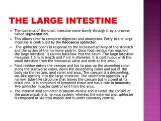  The contents of the small intestine move slowly through it by a process
called segmentation.
 This allows time to complete digestion and absorption. Entry to the large
intestine is controlled by the ileocaecal sphincter.
 The sphincter opens in response to the increased activity of the stomach
and the action of the hormone gastrin. Once food residue has reached
the large intestine. it cannot backflow into the ileum .The large intestine
measures 1.5 m in length and 7 cm in diameter. It is continuous with the
small intestine from the ileocaecal valve and ends at the anus.
 Food residue enters the caecum and has to pass up the ascending colon
along the transverse colon, down the descending colon and out of the
body via the rectum, anal canal and anus. The caecum is a descending,
sac‐like opening into the large intestine. The vermiform appendix is a
narrow, tube‐like structure that leaves the caecum but is closed at its
distal end. It is composed of lymphoid tissue and has a role in immunity.
Two sphincter muscles control exit from the anus.
 The internal anal sphincter is smooth muscle and is under the control of
the parasympathetic nervous system, whereas the external anal sphincter
is composed of skeletal muscle and is under voluntary control.
 