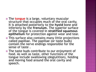  The tongue is a large, voluntary muscular
structure that occupies much of the oral cavity.
It is attached posteriorly to the hyoid bone and
inferiorly by the frenulum. The superior surface
of the tongue is covered in stratified squamous
epithelium for protection against wear and tear.
 This surface also contains many little projections
called papillae. The papillae (or taste buds)
contain the nerve endings responsible for the
sense of taste .
 The taste buds contribute to our enjoyment of
food. As well as taste, other functions of the
tongue include swallowing (deglutition), holding
and moving food around the oral cavity and
speech.
 