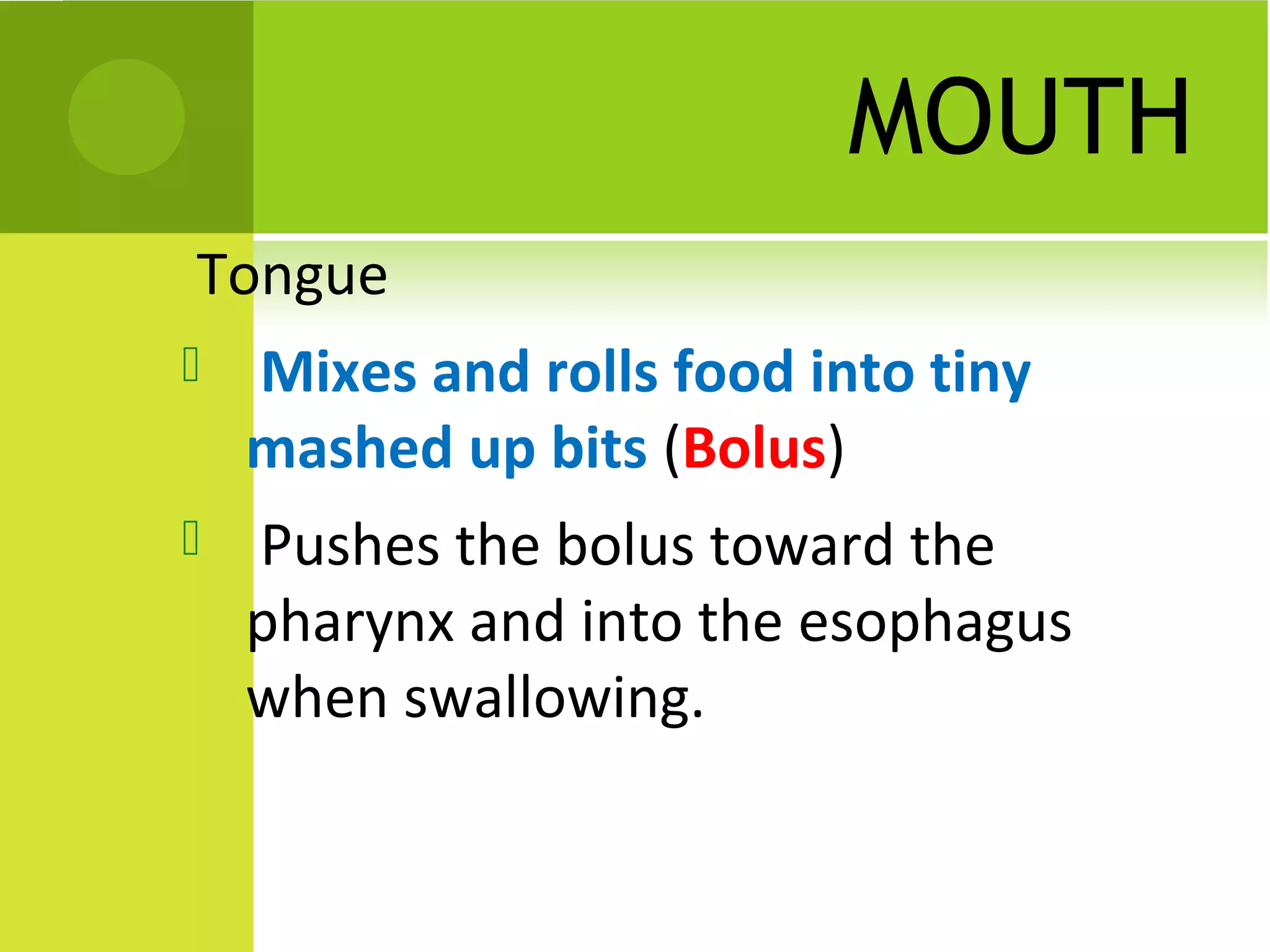 MOUTH
   Tongue
       Mixes and rolls food into tiny
        mashed up bits (Bolus)
       Pushes the bolus toward the
        pharynx and into the esophagus
        when swallowing.
 