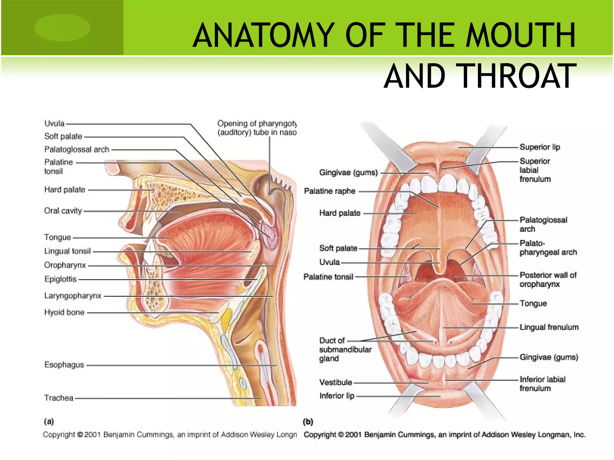 ANATOMY OF THE MOUTH
          AND THROAT
 