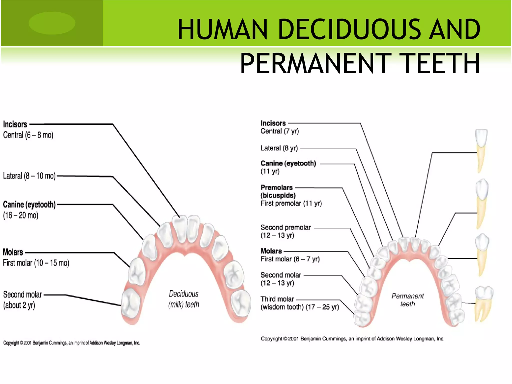 HUMAN DECIDUOUS AND
   PERMANENT TEETH
 