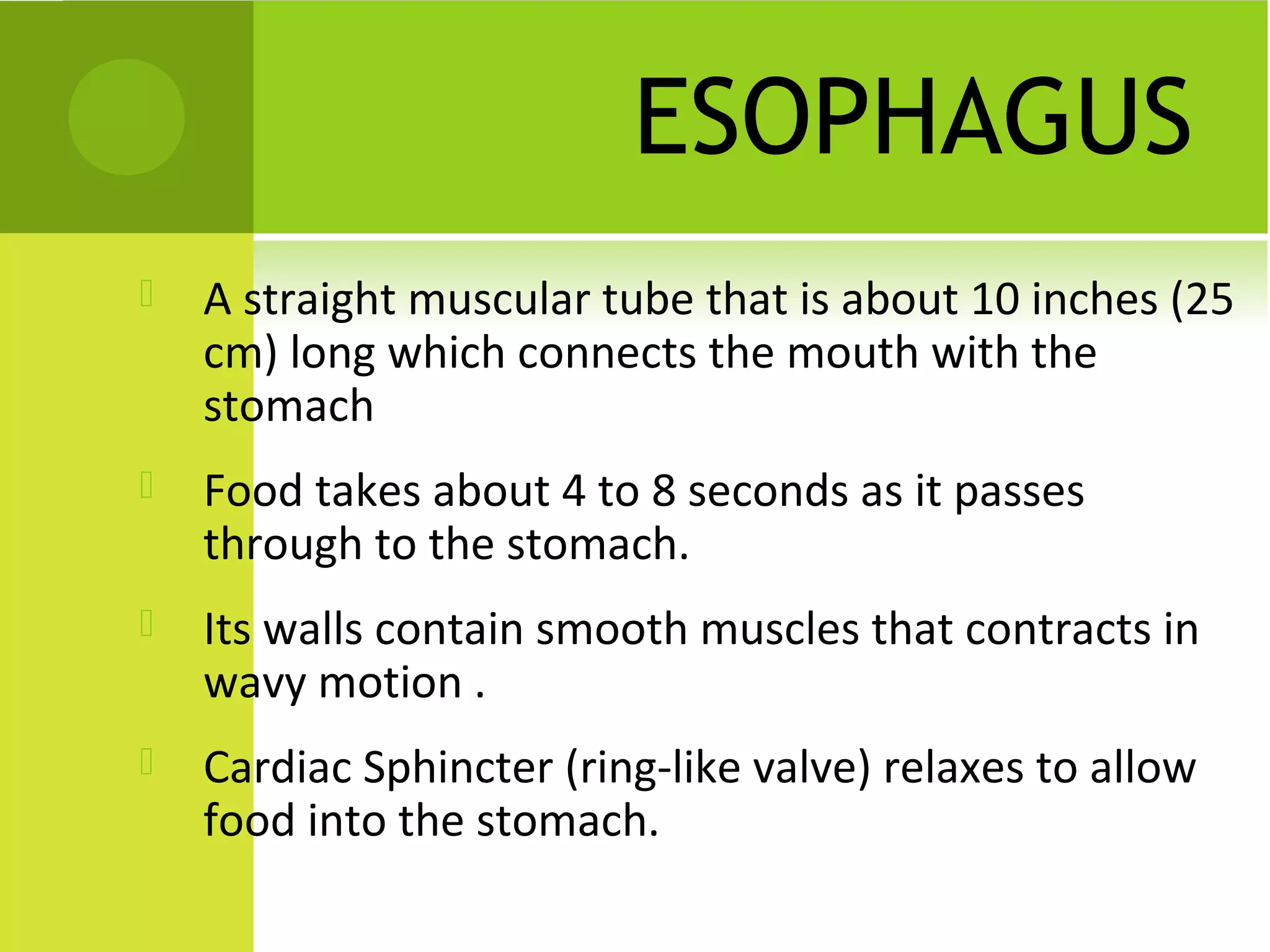 ESOPHAGUS
   A straight muscular tube that is about 10 inches (25
    cm) long which connects the mouth with the
    stomach
   Food takes about 4 to 8 seconds as it passes
    through to the stomach.
   Its walls contain smooth muscles that contracts in
    wavy motion .
   Cardiac Sphincter (ring-like valve) relaxes to allow
    food into the stomach.
 